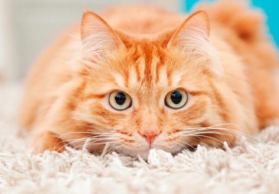 ¿Cómo calmar a un gato nervioso?