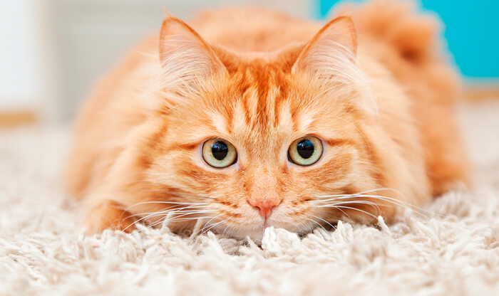 ¿Cómo calmar a un gato nervioso?