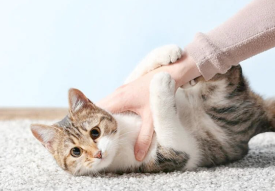 Técnicas de entretenimiento que mantendrán a tu gato activo, saludable y feliz