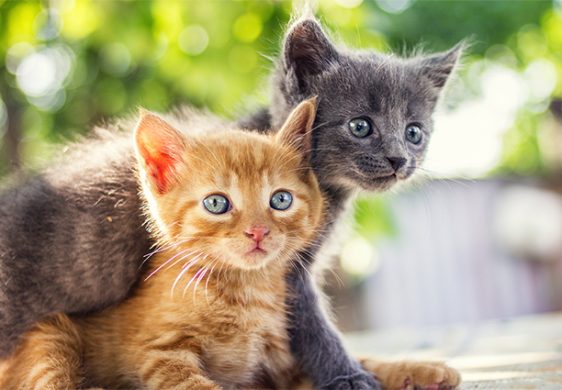 ¡Gatitos sociables! Descubre cómo socializar a tus peludos desde pequeños