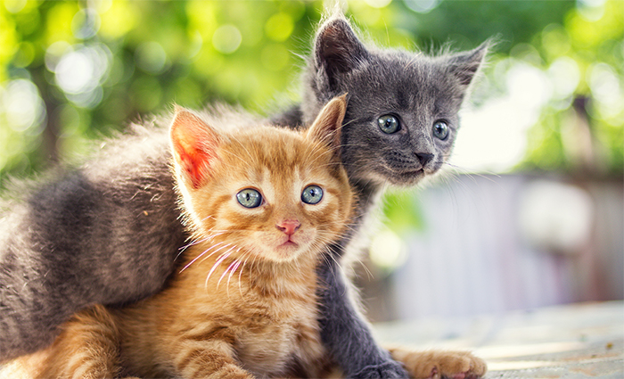 ¡Gatitos sociables! Descubre cómo socializar a tus peludos desde pequeños