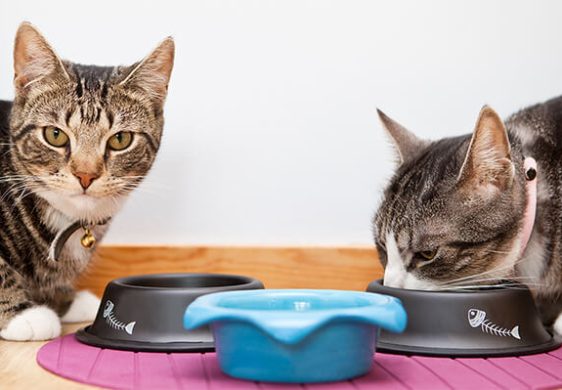 ¿Por qué mi gato no tiene apetito?