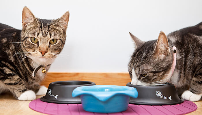 ¿Por qué mi gato no tiene apetito?