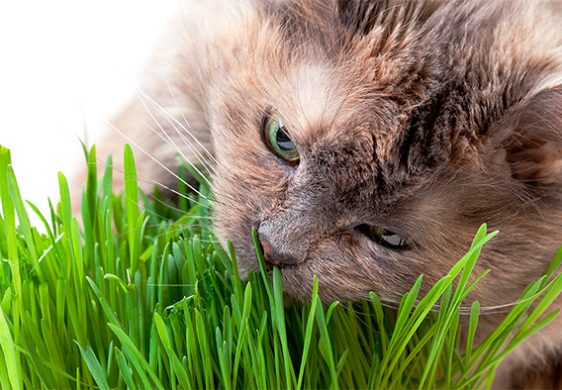 ¿Por qué mi gato come hierba?