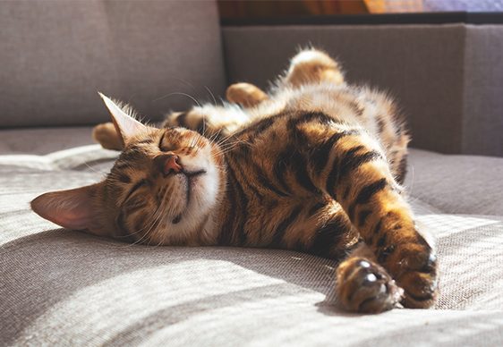 Consejos para que tu gato se sienta seguro y cómodo mientras estás de vacaciones