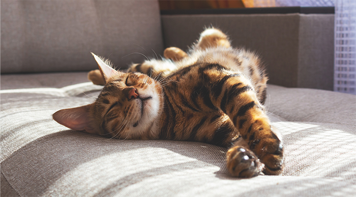 Consejos para que tu gato se sienta seguro y cómodo mientras estás de vacaciones