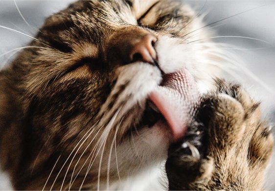 ¿De dónde vienen los gatos?