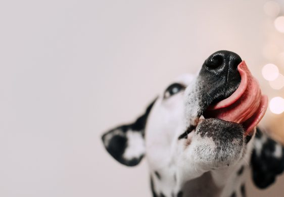 ¿Cómo elegir el mejor plato para tu perro?