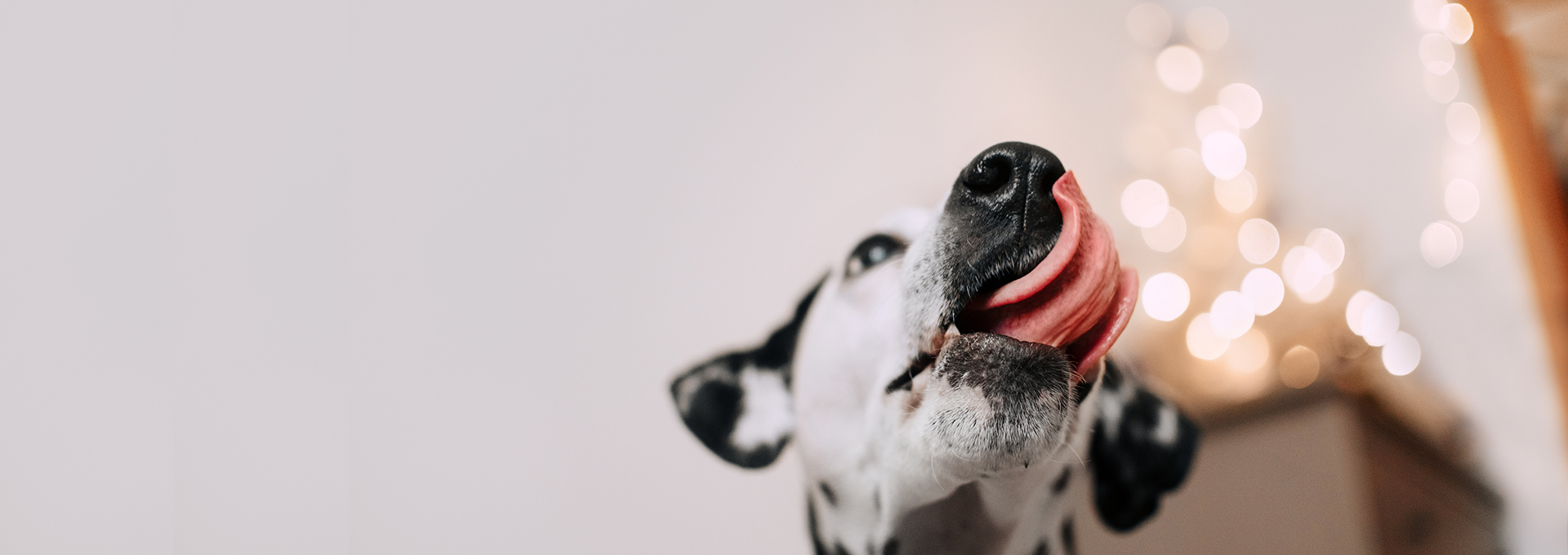 ¿Cómo elegir el mejor plato para tu perro?