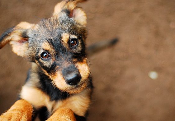 ¿De qué tamaño será tu cachorro mestizo?
