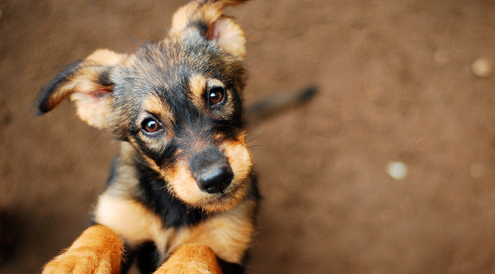 ¿De qué tamaño será tu cachorro mestizo?