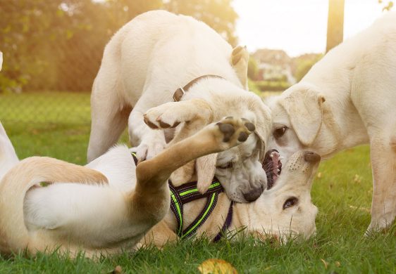 Cómo evitar problemas de comportamiento en tu perro