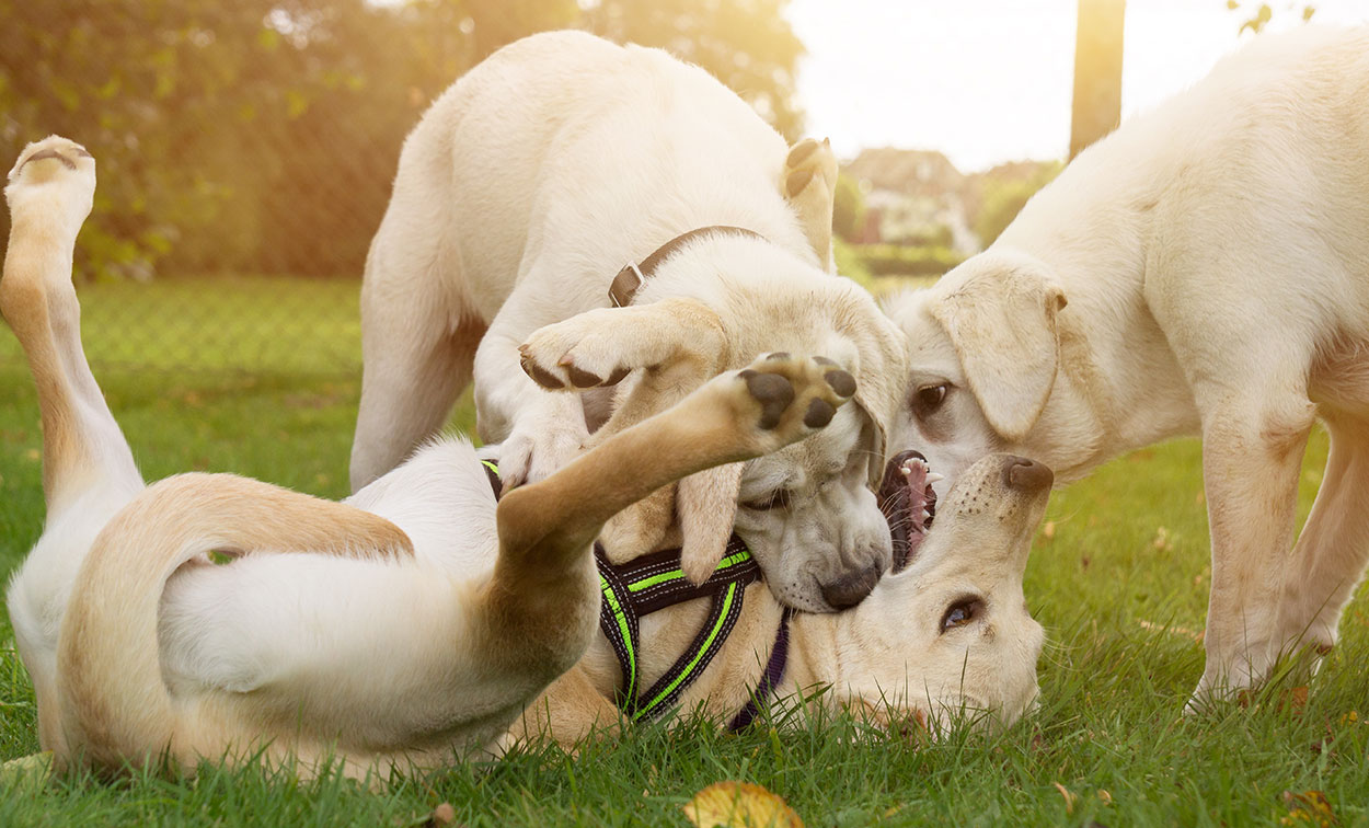 Cómo evitar problemas de comportamiento en tu perro