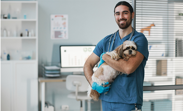 Cómo preparar a tu perro para visitas al veterinario: consejos para una experiencia sin estrés